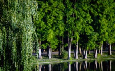 De groene kant van Athene: Ontdek de mooiste stadsparken