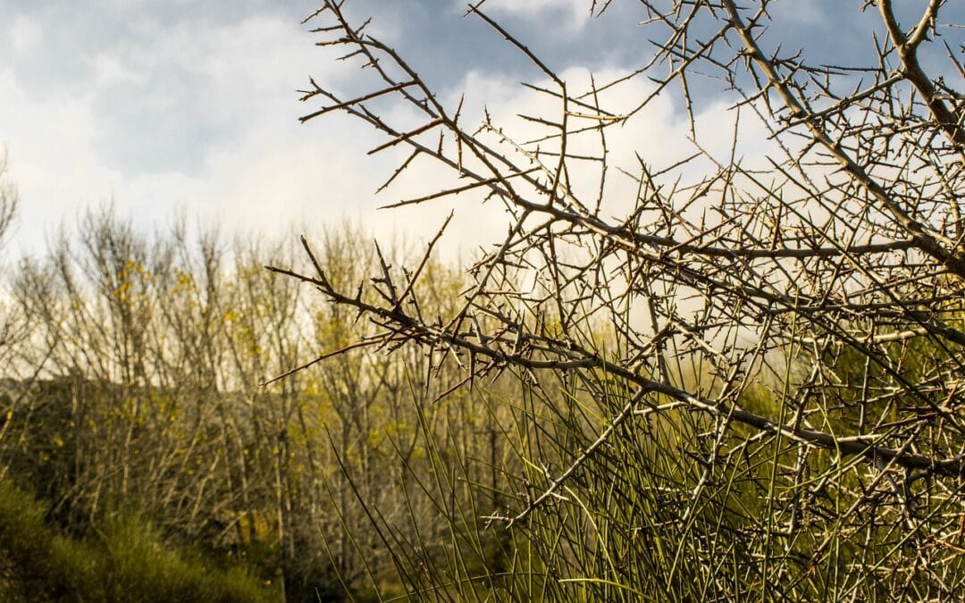 Natuurparadijs vlakbij Athene: Nationaal Park Parnitha