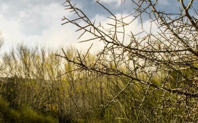 Natuurparadijs vlakbij Athene: Nationaal Park Parnitha